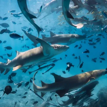 [KVIZ] Ne moraš biti biolog da znaš ove činjenice o ribama