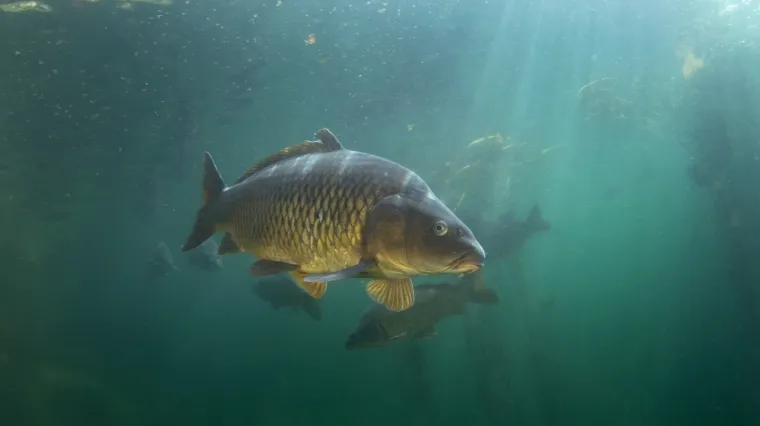 [KVIZ] Samo će veliki ribolovci znati sve o ovim slatkovodnim ribama