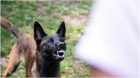 Ove tri pasmine pasa nisu za obitelji s malom djecom: 'Zaobiđite ih u širokom luku'