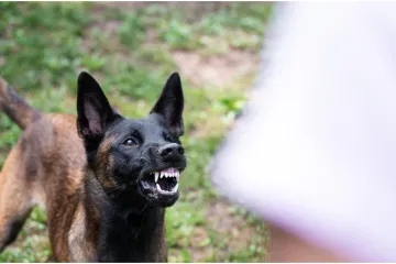Ove tri pasmine pasa nisu za obitelji s malom djecom: 'Zaobiđite ih u širokom luku'