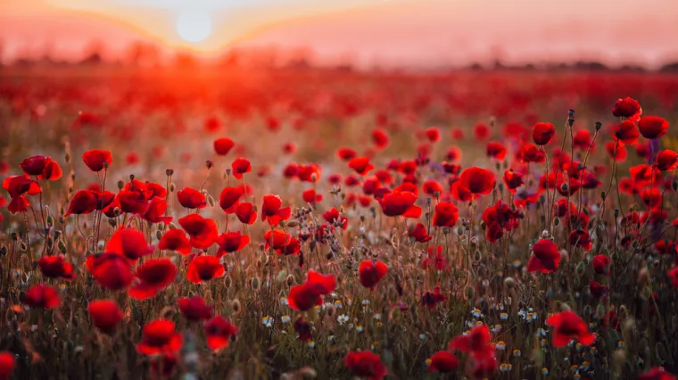 [KVIZ] Svi moraju prepoznati ovo crveno cvijeće bez puno muke