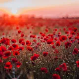 [KVIZ] Svi moraju prepoznati ovo crveno cvijeće bez puno muke