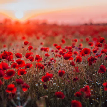 [KVIZ] Svi moraju prepoznati ovo crveno cvijeće bez puno muke