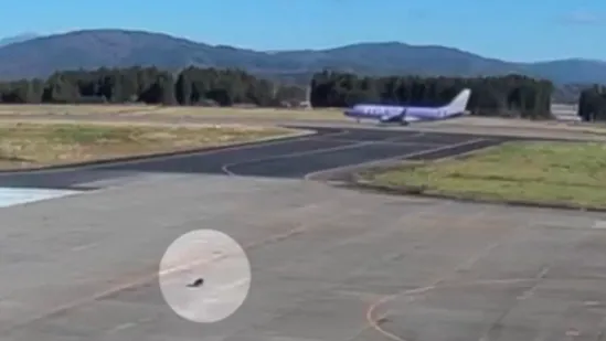 Medvjed u tranzitu: Nakon napada u naseljima, sad je upao i na aerodrom