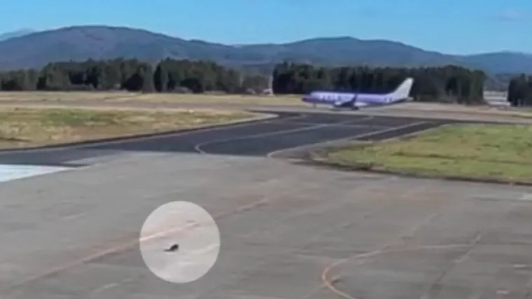 Medvjed u tranzitu: Nakon napada u naseljima, sad je upao i na aerodrom