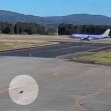 Medvjed u tranzitu: Nakon napada u naseljima, sad je upao i na aerodrom