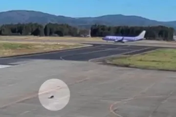 Medvjed u tranzitu: Nakon napada u naseljima, sad je upao i na aerodrom