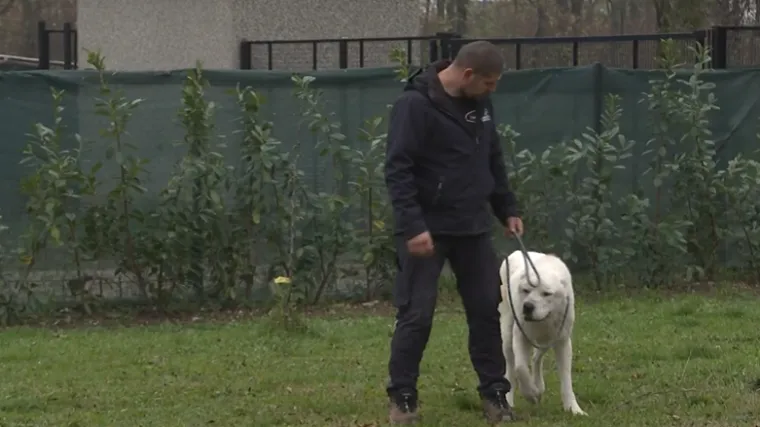 Konan, velik kao div i zaigran kao beba spašava živote doniranjem krvi: Ovako to izgleda