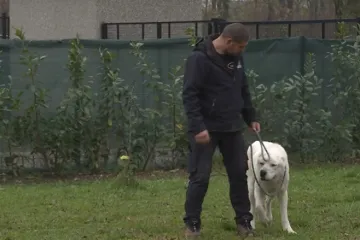 Konan, velik kao div i zaigran kao beba spašava živote doniranjem krvi: Ovako to izgleda