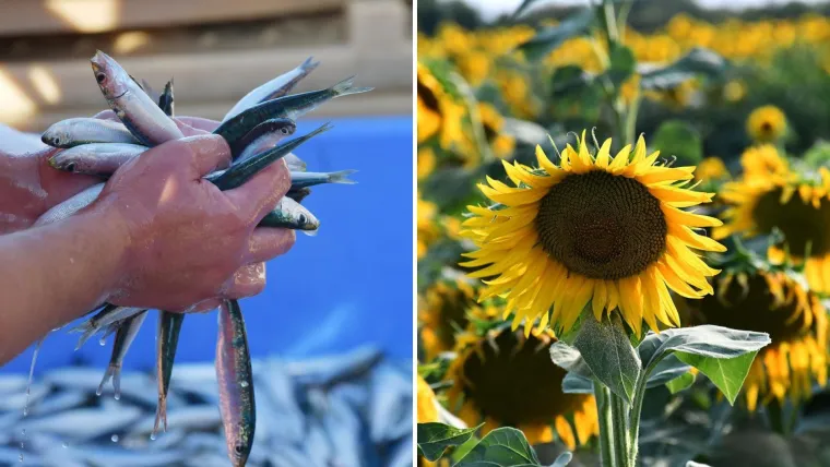 Češnjak iz Kine, tikva iz Hondurasa: Istražili koliko je sigurna hrana koju jedemo