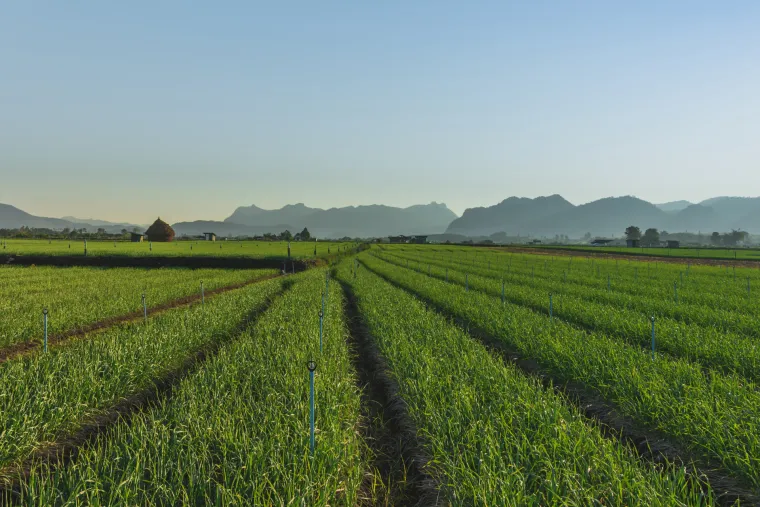 Češnjak iz Kine, tikva iz Hondurasa: Istražili koliko je sigurna hrana koju jedemo