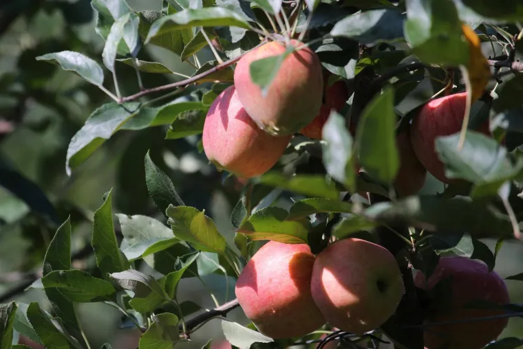 Češnjak iz Kine, tikva iz Hondurasa: Istražili koliko je sigurna hrana koju jedemo