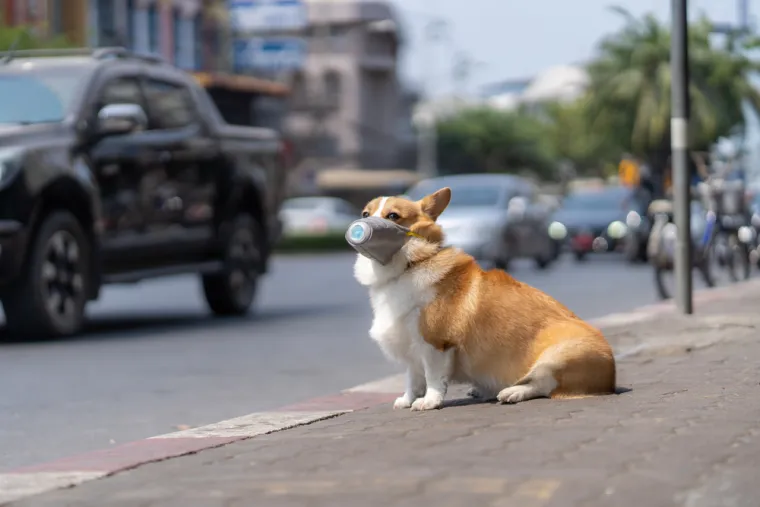 Ako je vaš ljubimac izložen kemijskom sredstvu napravite ovo: 'Može biti presudno'