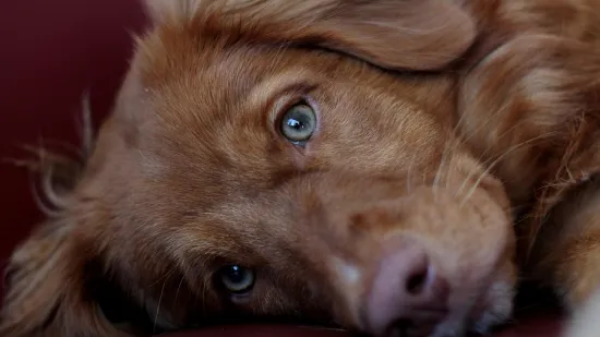 Ako je vaš ljubimac izložen kemijskom sredstvu napravite ovo: 'Može biti presudno'