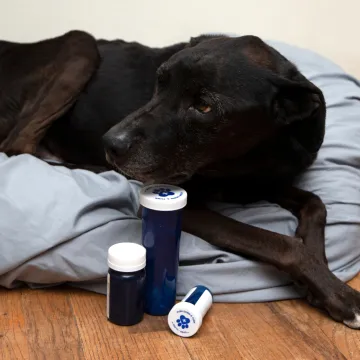 Pas iz sačmarice upucao vlasnika: Objavljeni bizarni detalji, sin je sve gledao