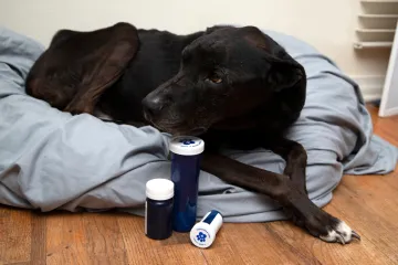 Pas iz sačmarice upucao vlasnika: Objavljeni bizarni detalji, sin je sve gledao