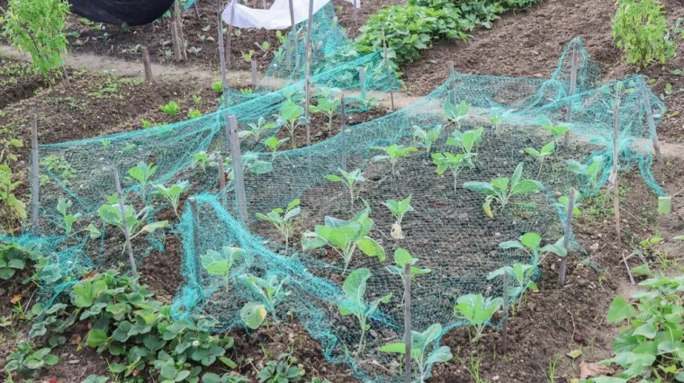 Spriječite mačke da obavljaju nuždu u vrtu: 'Ovo je učinkovita barijera'