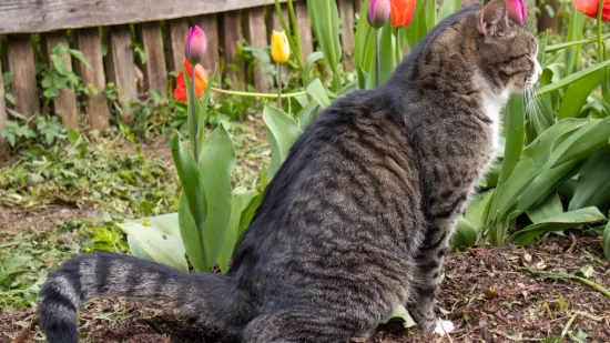Spriječite mačke da obavljaju nuždu u vrtu: 'Ovo je učinkovita barijera'
