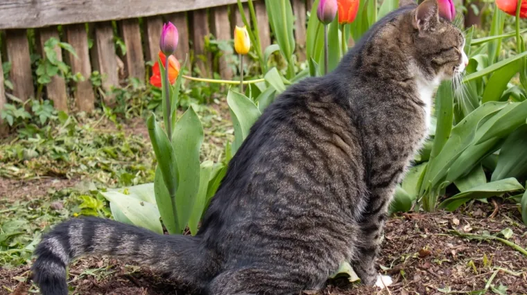 Spriječite mačke da obavljaju nuždu u vrtu: 'Ovo je učinkovita barijera'