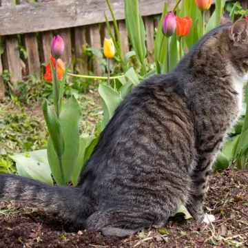 Spriječite mačke da obavljaju nuždu u vrtu: 'Ovo je učinkovita barijera'