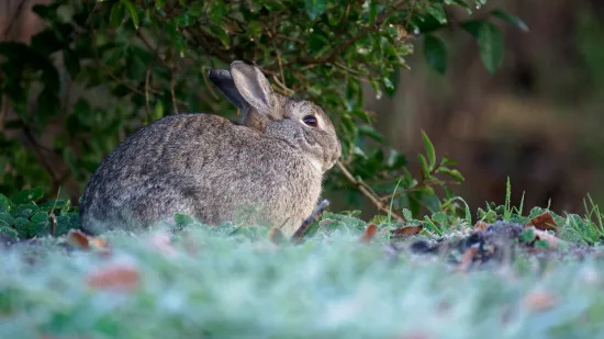 Zec iz sačmarice upucao čovjeka kraj Zagreba: Stručnjak svjedočio nestvarnim scenama