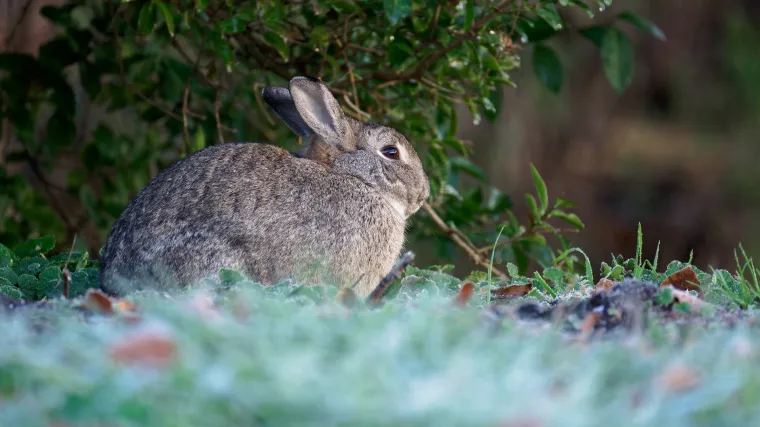 Zec iz sačmarice upucao čovjeka kraj Zagreba: Stručnjak svjedočio nestvarnim scenama