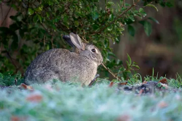 Zec iz sačmarice upucao čovjeka kraj Zagreba: Stručnjak svjedočio nestvarnim scenama