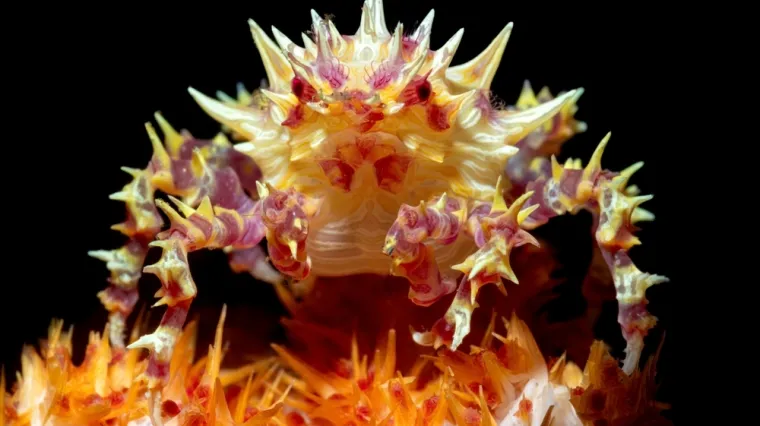 [KVIZ] Samo će ljubitelji životinja znati sve o rakovima