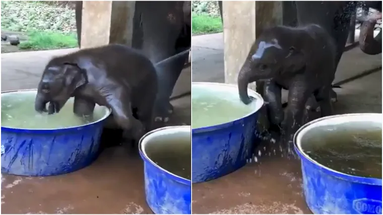 Jeste li vidjeli nešto slađe? Slonić prišao vodi, a onda rastopio internet jednim potezom
