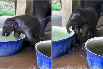 Jeste li vidjeli nešto slađe? Slonić prišao vodi, a onda rastopio internet jednim potezom
