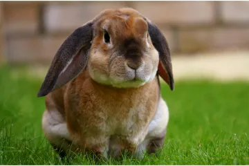 Ljubomorni zec postao viralni hit: Njegova reakcija nasmijala je sve i postala senzacija