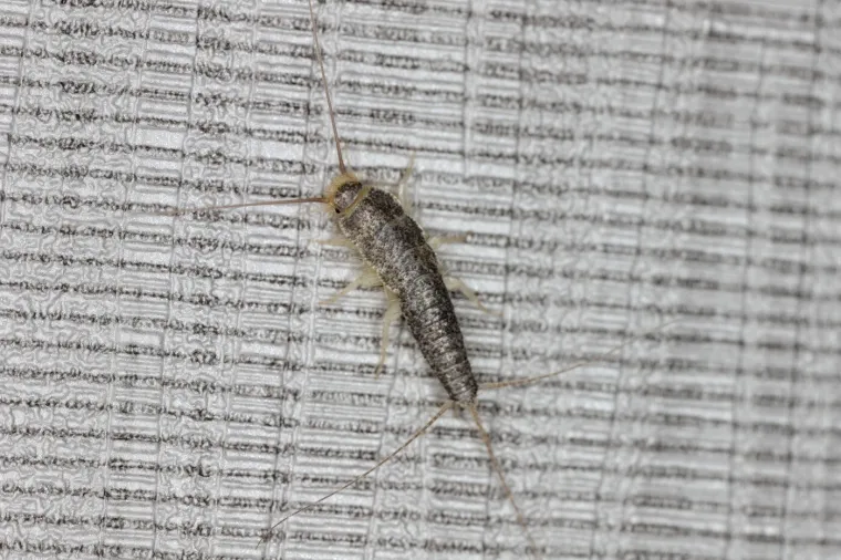 Dolaskom hladnijeg vremena prijeti najezda dosadnih kukaca: Naučite kako ih se riješiti