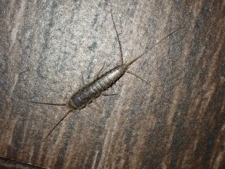 Dolaskom hladnijeg vremena prijeti najezda dosadnih kukaca: Naučite kako ih se riješiti