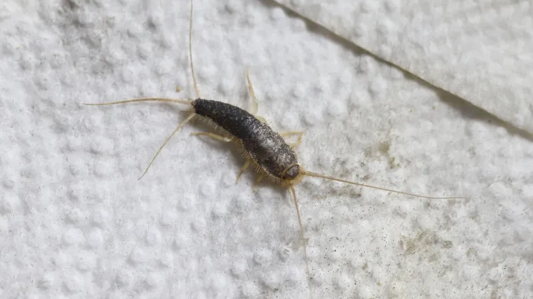 Dolaskom hladnijeg vremena prijeti najezda dosadnih kukaca: Naučite kako ih se riješiti