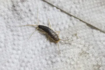 Dolaskom hladnijeg vremena prijeti najezda dosadnih kukaca: Naučite kako ih se riješiti