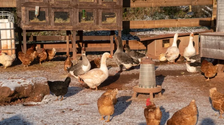 [KVIZ] Koliko znaš o domaćim pernatim životinjama?