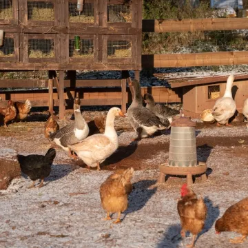 [KVIZ] Koliko znaš o domaćim pernatim životinjama?