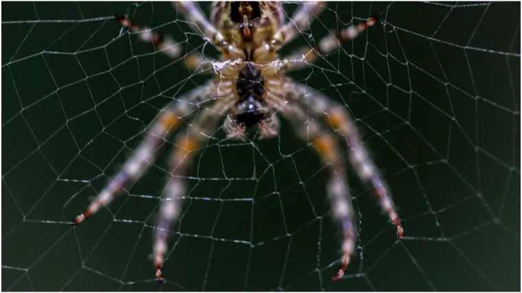 Znanstvenici pronašli divovsku mrežu: Na jednom mjestu više od 111.000 paukova