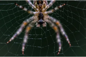 Znanstvenici pronašli divovsku mrežu: Na jednom mjestu više od 111.000 paukova
