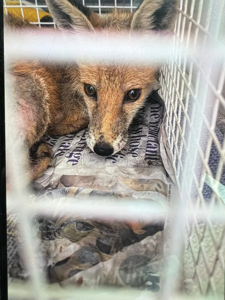 Dostavljaču zasvijetlila lampica za kvar motora: Kad je otvorio haubu imao je što vidjeti