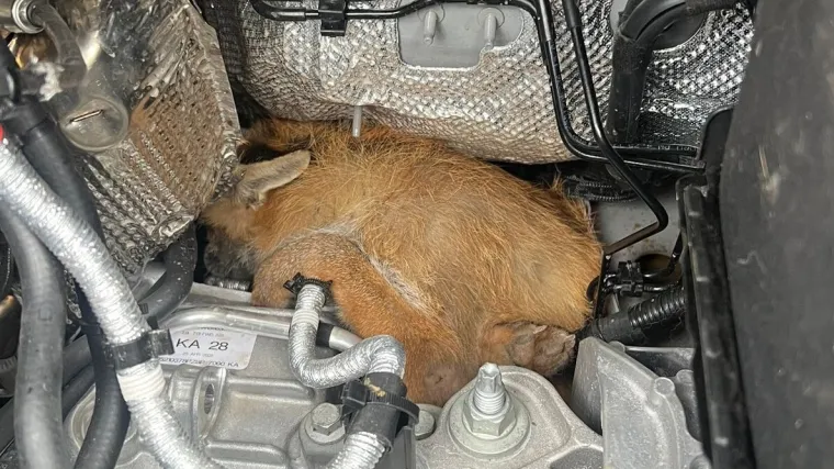 Dostavljaču zasvijetlila lampica za kvar motora: Kad je otvorio haubu imao je što vidjeti