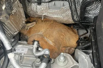 Dostavljaču zasvijetlila lampica za kvar motora: Kad je otvorio haubu imao je što vidjeti