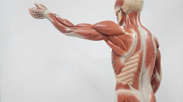 [KVIZ] Kakvo je tvoje znanje o mišićima ljudskog tijela?