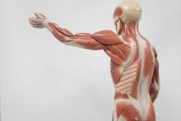 [KVIZ] Kakvo je tvoje znanje o mišićima ljudskog tijela?