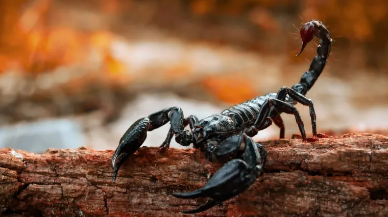 [KVIZ] Jesi li pravi poznavatelj otrovnih životinja?