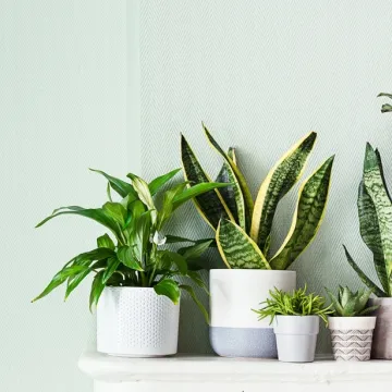 [KVIZ] Jesi li sveznalica o sobnom bilju?