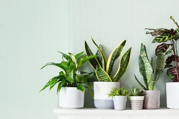 [KVIZ] Jesi li sveznalica o sobnom bilju?