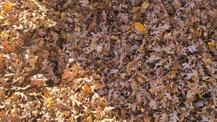 Samo će oni sa snajperskim vidom ovdje uspjeti uočiti lice: Provjerite jeste li među njima