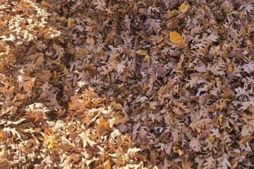 Samo će oni sa snajperskim vidom ovdje uspjeti uočiti lice: Provjerite jeste li među njima