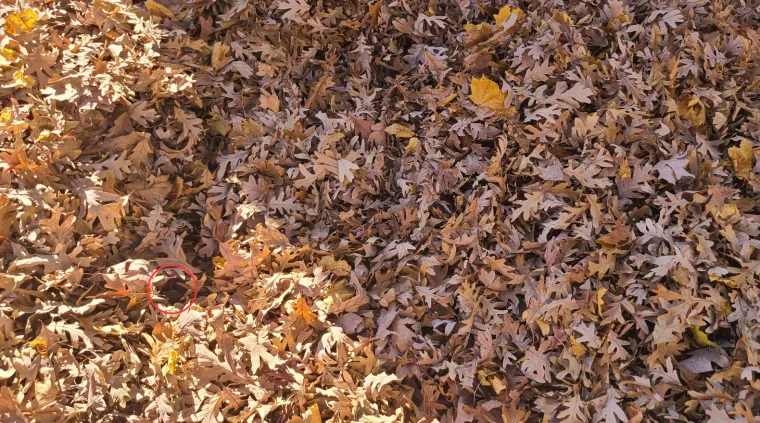 Samo će oni sa snajperskim vidom ovdje uspjeti uočiti lice: Provjerite jeste li među njima